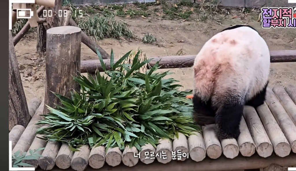 🐼 아이바오 늙었다는 얘기들은 강바오님 반응 | 인스티즈