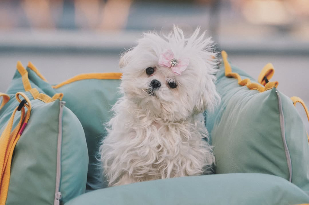 강아지별에서 만날 꽃분이와 코코 | 인스티즈