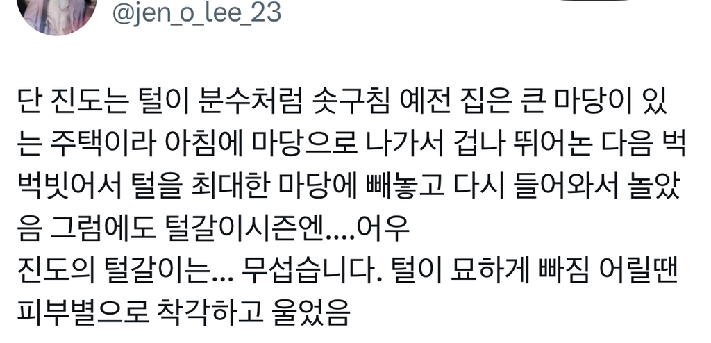 진돗개 특: 제가 집사에게 맞출게요 함 | 인스티즈