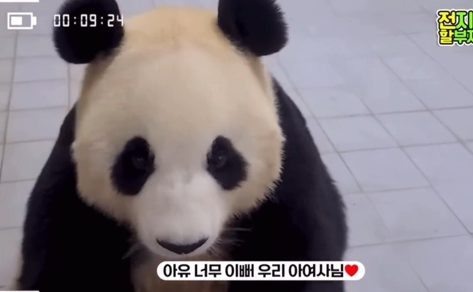 🐼 아이바오 늙었다는 얘기들은 강바오님 반응 | 인스티즈