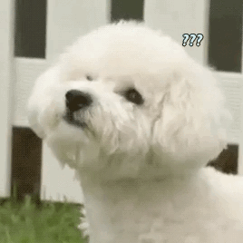 남자 아이돌이 키우는 강아지들 | 인스티즈