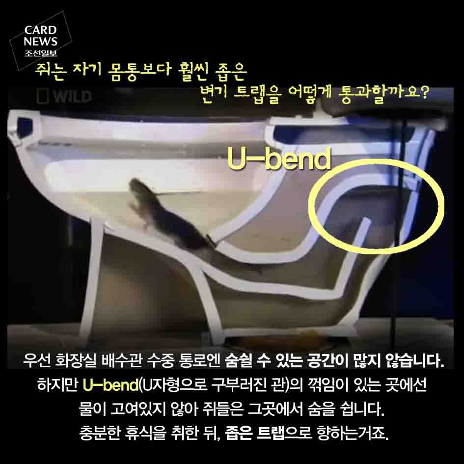혐주의) 화장실 변기 통해 집안으로 들어오는 쥐 | 인스티즈