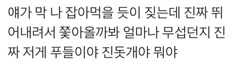 나를 반겨주는 귀여운 푸들 | 인스티즈