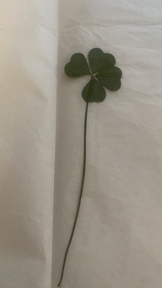 행운 가득한 매일이 되기를 🍀 네잎클로버 배경화면 모음 | 인스티즈