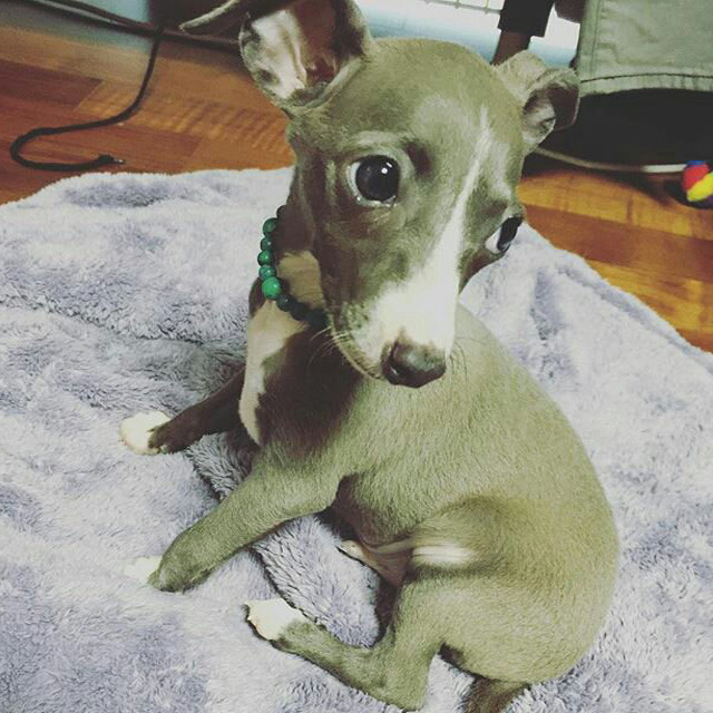 남자 아이돌이 키우는 강아지들 | 인스티즈