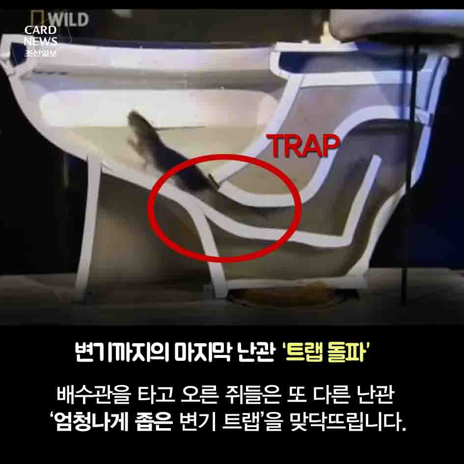 혐주의) 화장실 변기 통해 집안으로 들어오는 쥐 | 인스티즈
