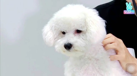 남자 아이돌이 키우는 강아지들 | 인스티즈