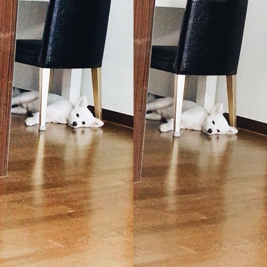 남자 아이돌이 키우는 강아지들 | 인스티즈