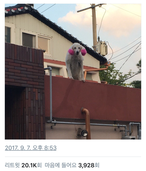 나를 반겨주는 귀여운 푸들 | 인스티즈