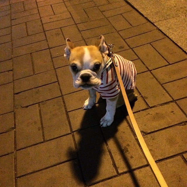 남자 아이돌이 키우는 강아지들 | 인스티즈