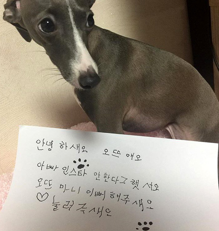 남자 아이돌이 키우는 강아지들 | 인스티즈
