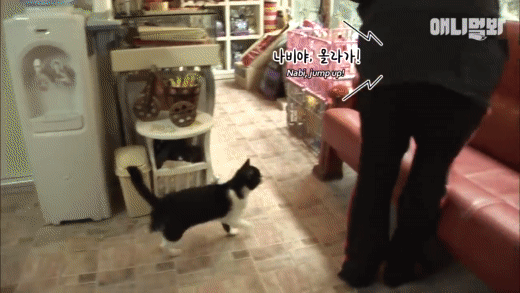 강아지를 짝사랑하는 어질리티 천재냥 나비 | 인스티즈