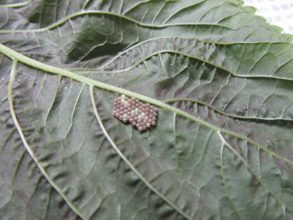 저번에 올렸던 깻잎 뒤의 알들.......... 그후 변화 +수정 (혐오주의) | 인스티즈