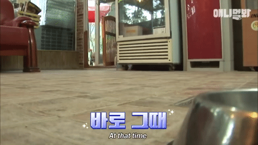 강아지를 짝사랑하는 어질리티 천재냥 나비 | 인스티즈