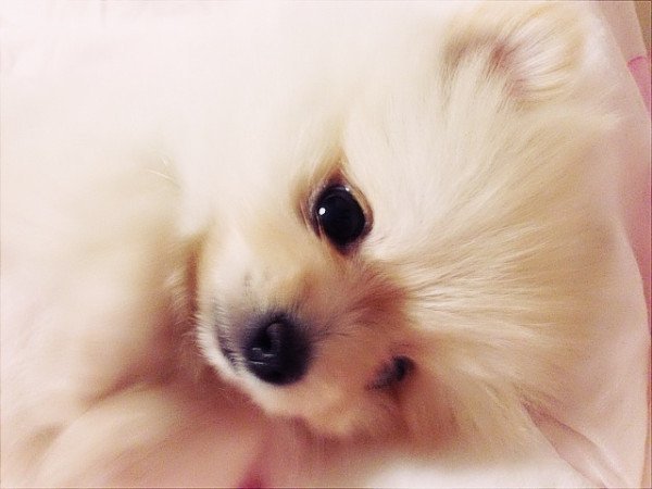 남자 아이돌이 키우는 강아지들 | 인스티즈