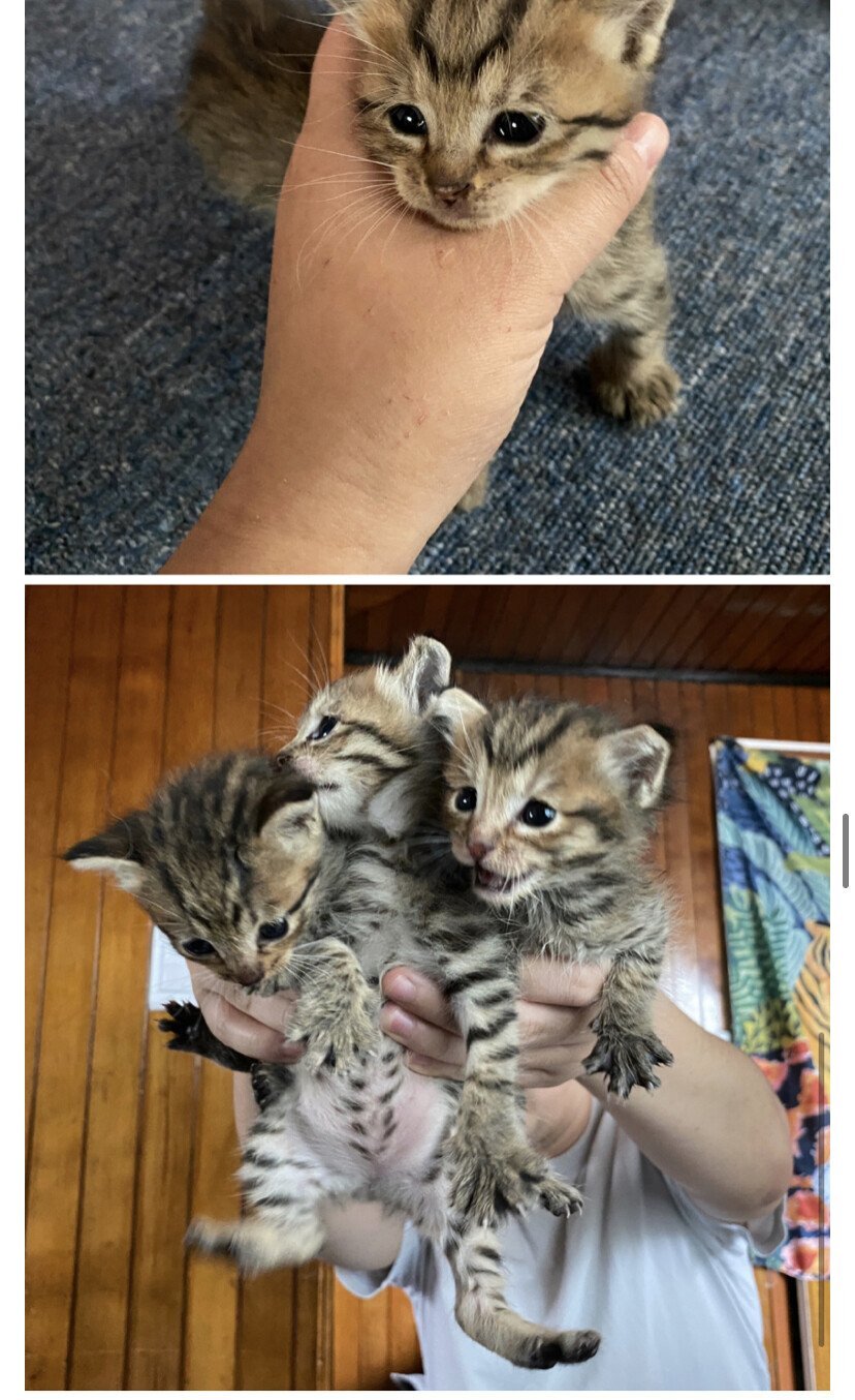 캣맘들이 품종묘 증오하는 이유.jpg | 인스티즈