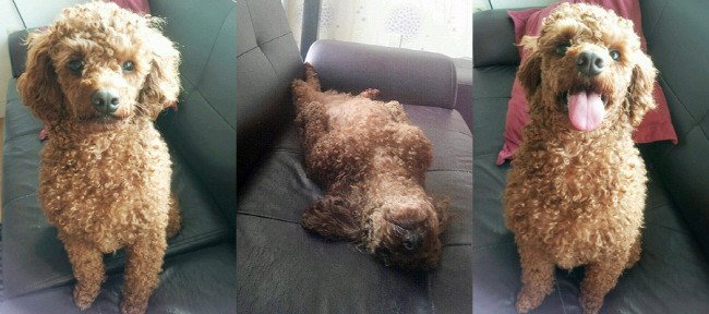 남자 아이돌이 키우는 강아지들 | 인스티즈