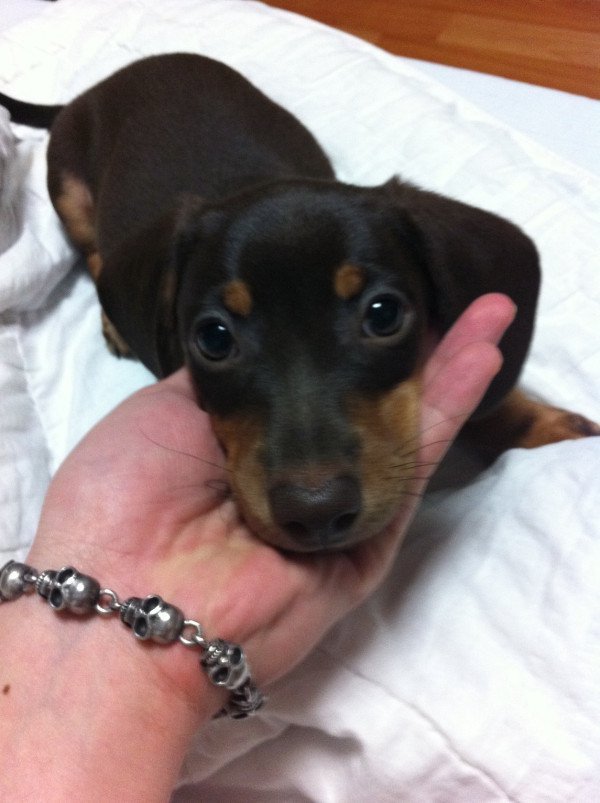 남자 아이돌이 키우는 강아지들 | 인스티즈