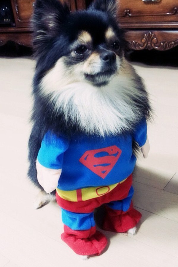 남자 아이돌이 키우는 강아지들 | 인스티즈