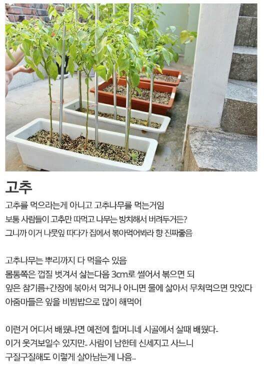 흙수저 갤러리 올타임 레전드......가난그릴스.....JPG | 인스티즈