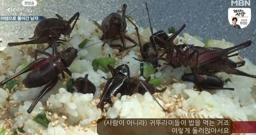 약혐) 자연인이다 귀뚜라미 볶음밥 | 인스티즈