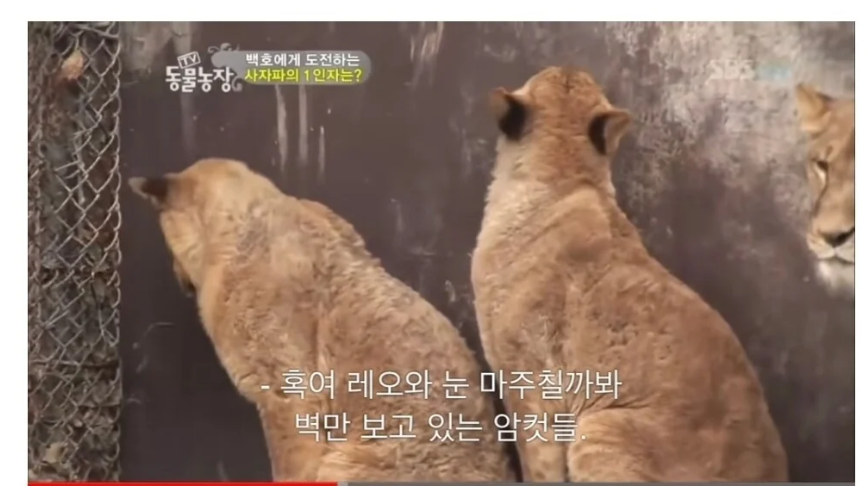 "진정한 이성적 사랑은 외모로부터 나온다" | 인스티즈