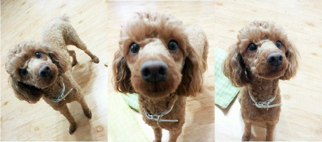 남자 아이돌이 키우는 강아지들 | 인스티즈