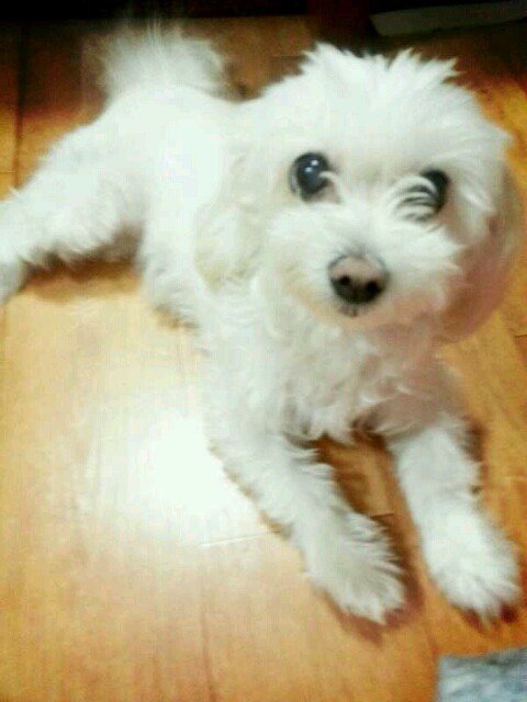 남자 아이돌이 키우는 강아지들 | 인스티즈