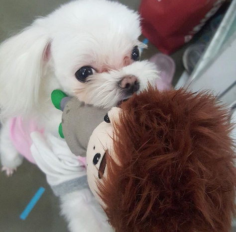 남자 아이돌이 키우는 강아지들 | 인스티즈