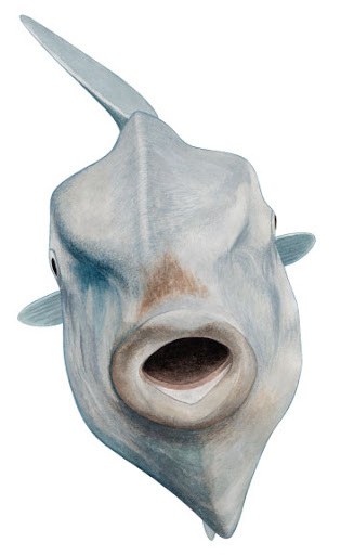 개복치 뼈 사진 | 인스티즈