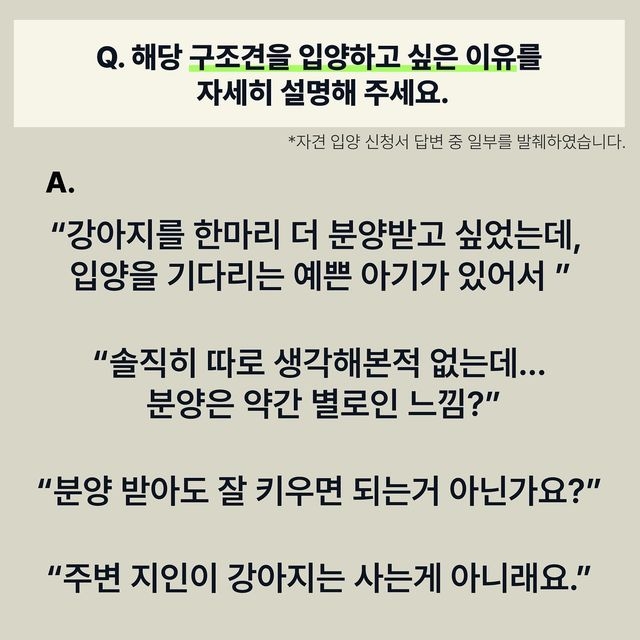 유기견 입양 = 공짜로 어린 품종견 입양이라고 생각하는 사람들 많은듯.. | 인스티즈