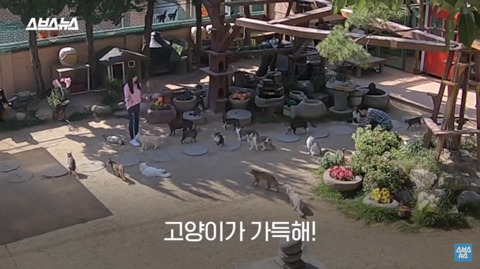 한국 최초 야외 고양이 카페 | 인스티즈