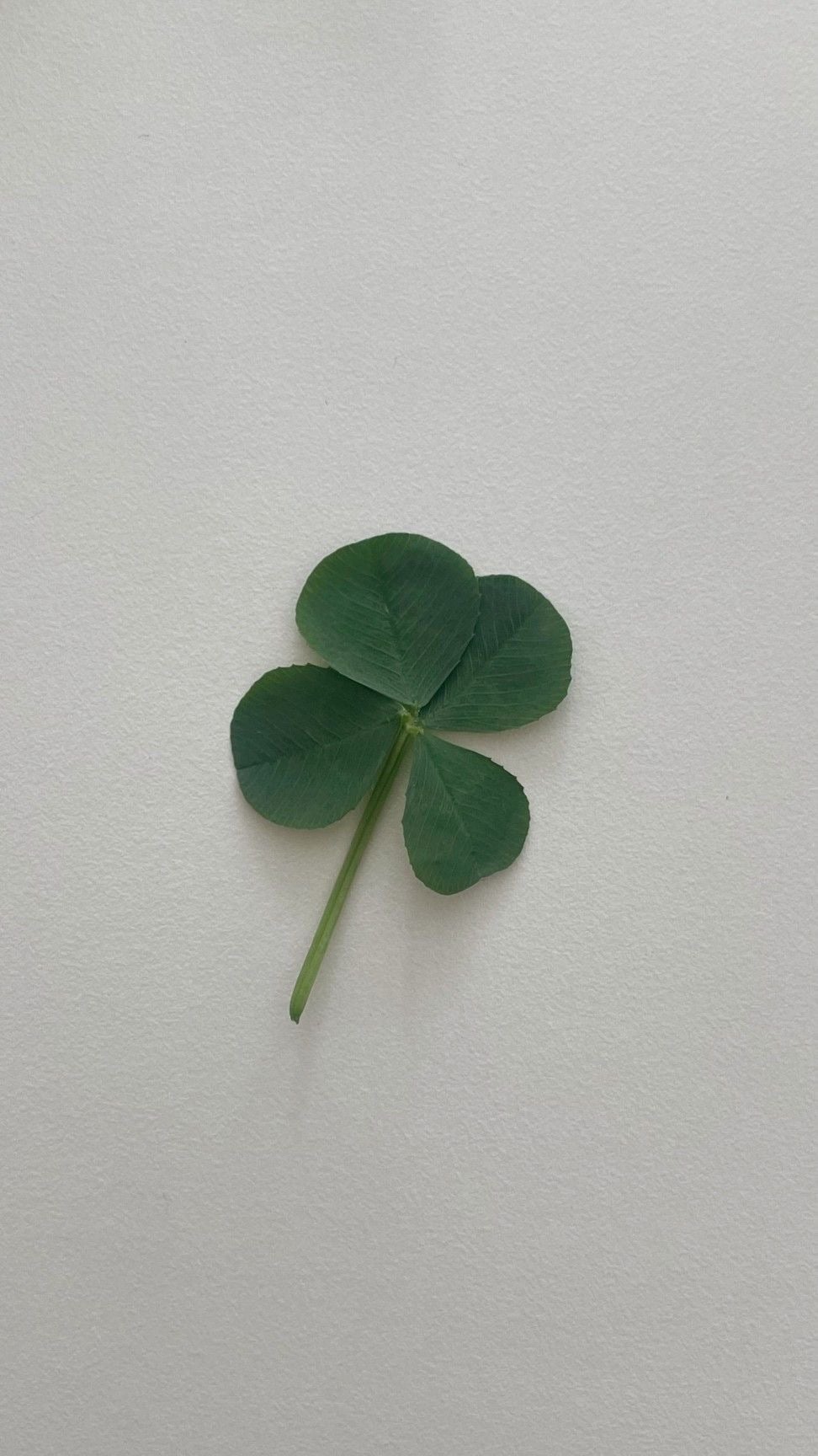 행운 가득한 매일이 되기를 🍀 네잎클로버 배경화면 모음 | 인스티즈
