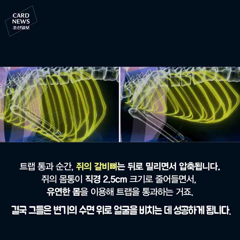 혐주의) 화장실 변기 통해 집안으로 들어오는 쥐 | 인스티즈