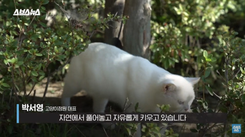 한국 최초 야외 고양이 카페 | 인스티즈