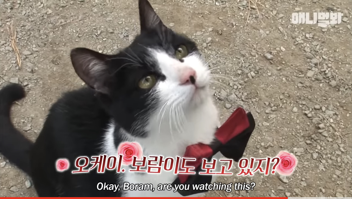 강아지를 짝사랑하는 어질리티 천재냥 나비 | 인스티즈