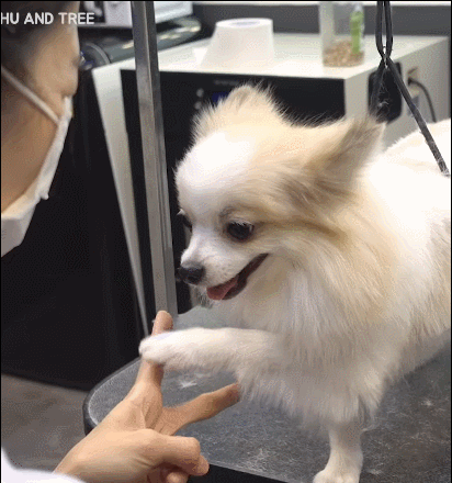 저세상 애교로 미용사 혼을 쏙 빼놓는 강아지ㅋㅋㅋㅋㅋㅋ | 인스티즈