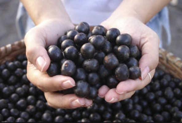 먹자마자 동안된다는 아사이베리 | 인스티즈