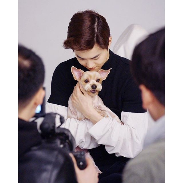 남자 아이돌이 키우는 강아지들 | 인스티즈