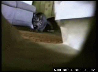 고양이 엉덩이 흔들기 모음.gif | 인스티즈