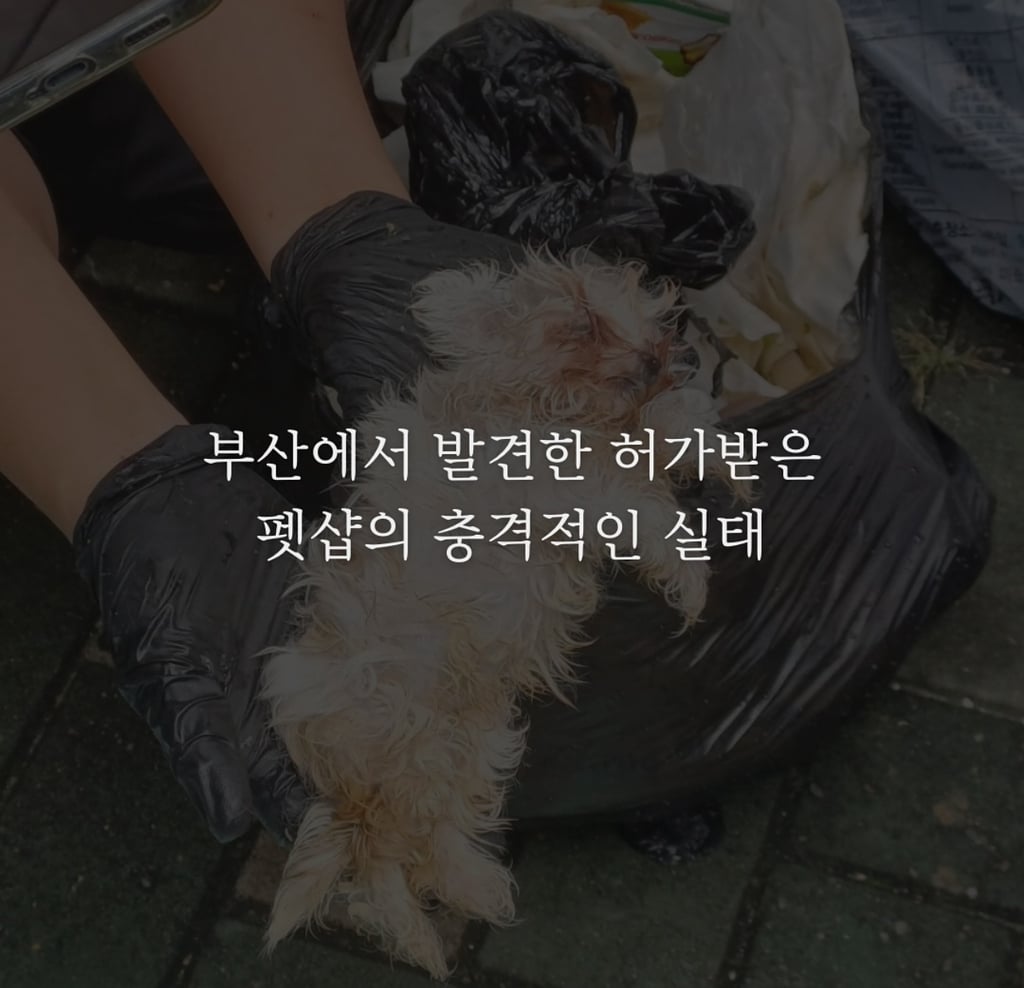 허가받은 펫샵 실태 | 인스티즈