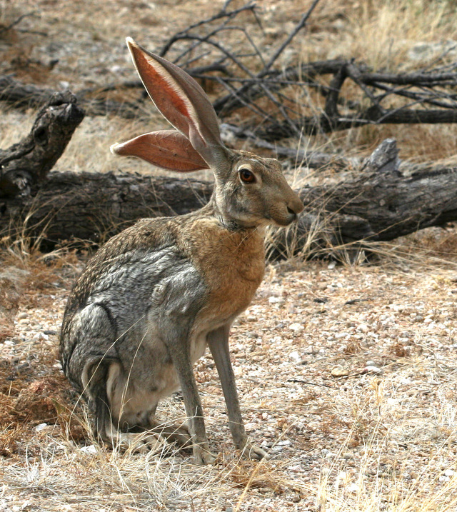 미국 서부에 서식하는 토끼 ㅎㄷㄷ | 인스티즈