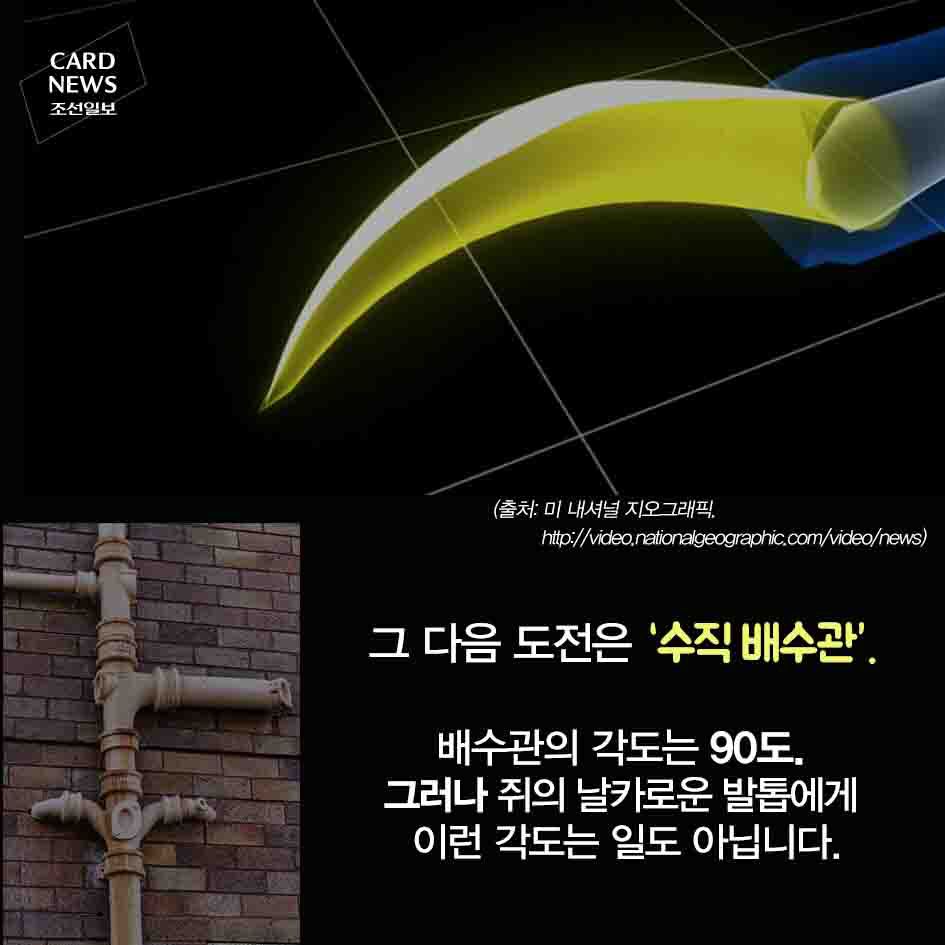 혐주의) 화장실 변기 통해 집안으로 들어오는 쥐 | 인스티즈