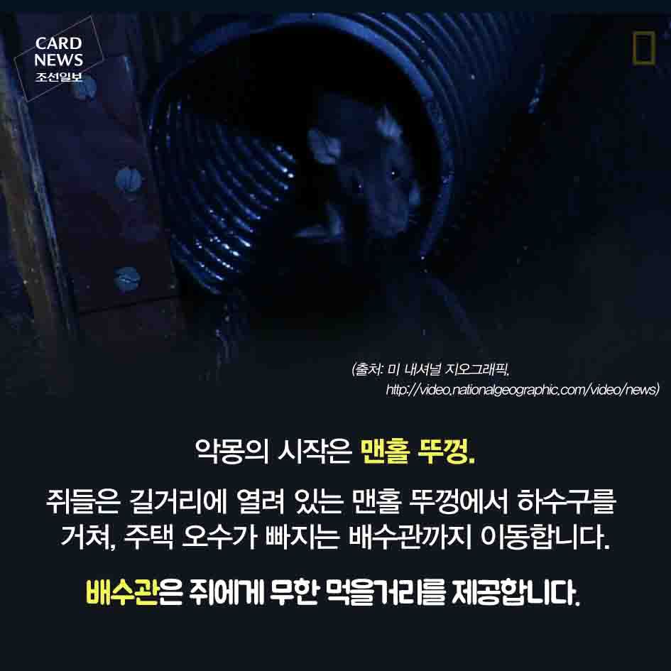 혐주의) 화장실 변기 통해 집안으로 들어오는 쥐 | 인스티즈
