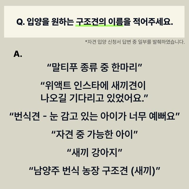 유기견 입양 = 공짜로 어린 품종견 입양이라고 생각하는 사람들 많은듯.. | 인스티즈