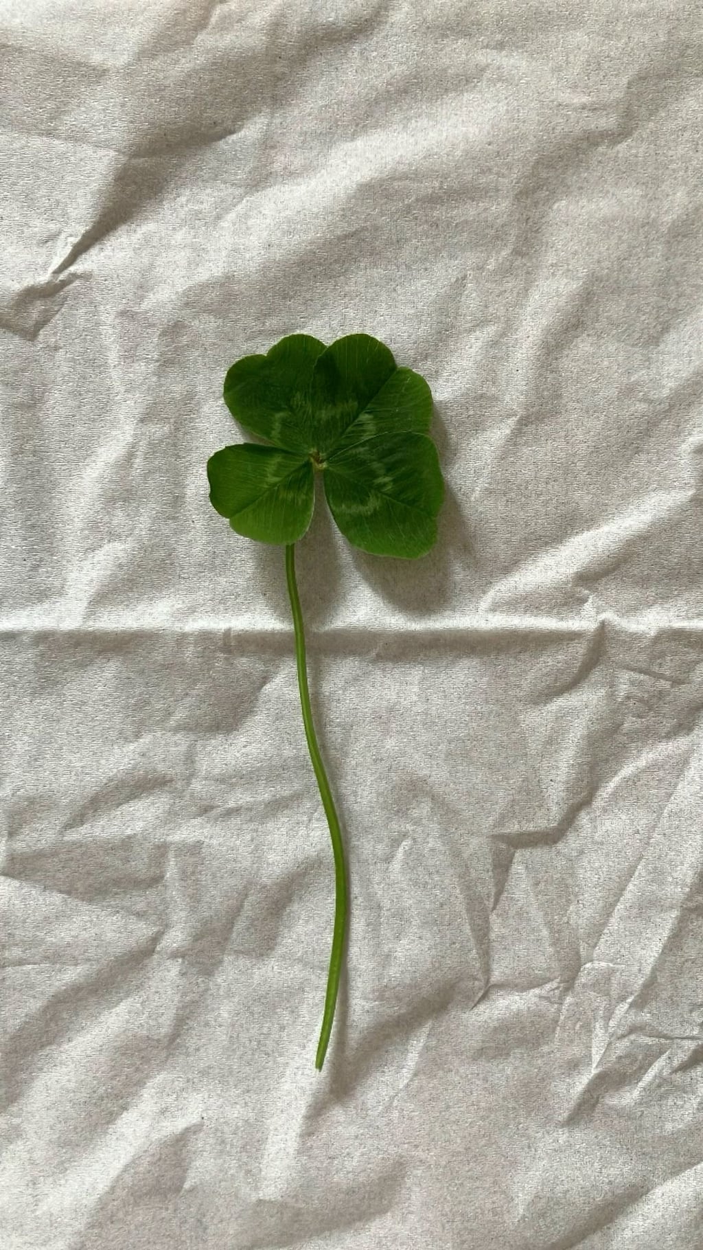 행운 가득한 매일이 되기를 🍀 네잎클로버 배경화면 모음 | 인스티즈