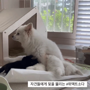 유기견 입양 = 공짜로 어린 품종견 입양이라고 생각하는 사람들 많은듯.. | 인스티즈