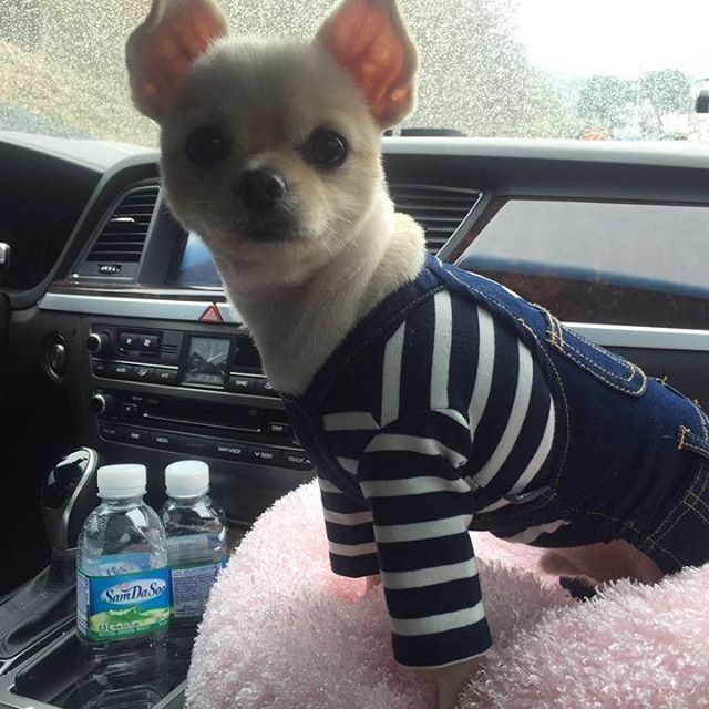 남자 아이돌이 키우는 강아지들 | 인스티즈