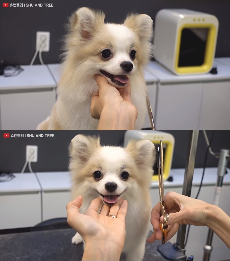 저세상 애교로 미용사 혼을 쏙 빼놓는 강아지ㅋㅋㅋㅋㅋㅋ | 인스티즈