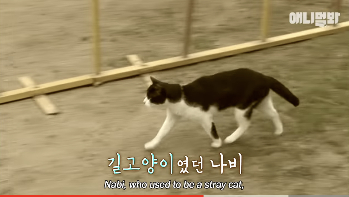 강아지를 짝사랑하는 어질리티 천재냥 나비 | 인스티즈